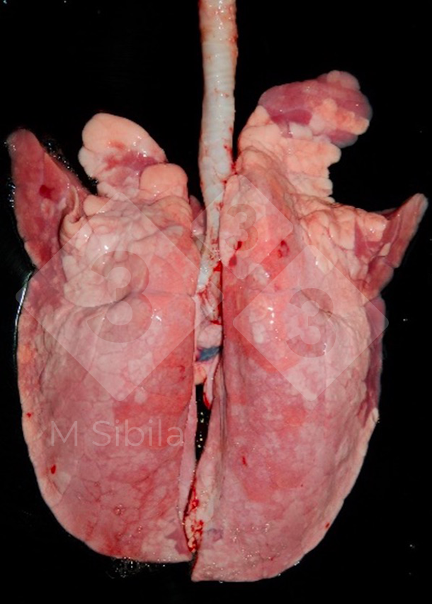 Rycina 1. Zdjęcie płuca od strony grzbietowej przedstawiające dogłowowo-brzuszne zagęszczenie miąższu tkanki płuc (CVPC) spowodowaną przez&nbsp;M. hyopneumoniae.&nbsp;

